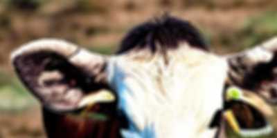 moove200