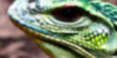 reptile200
